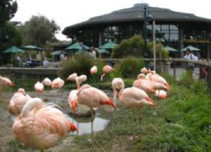 Flamingo Exhibit San Francisco Zoo
